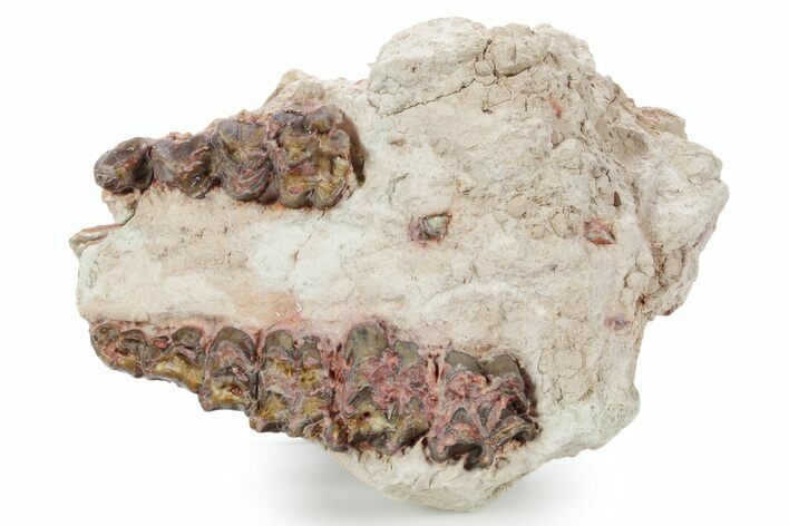 Bargain, Fossil Oreodont Upper Skull Section - South Dakota #355971